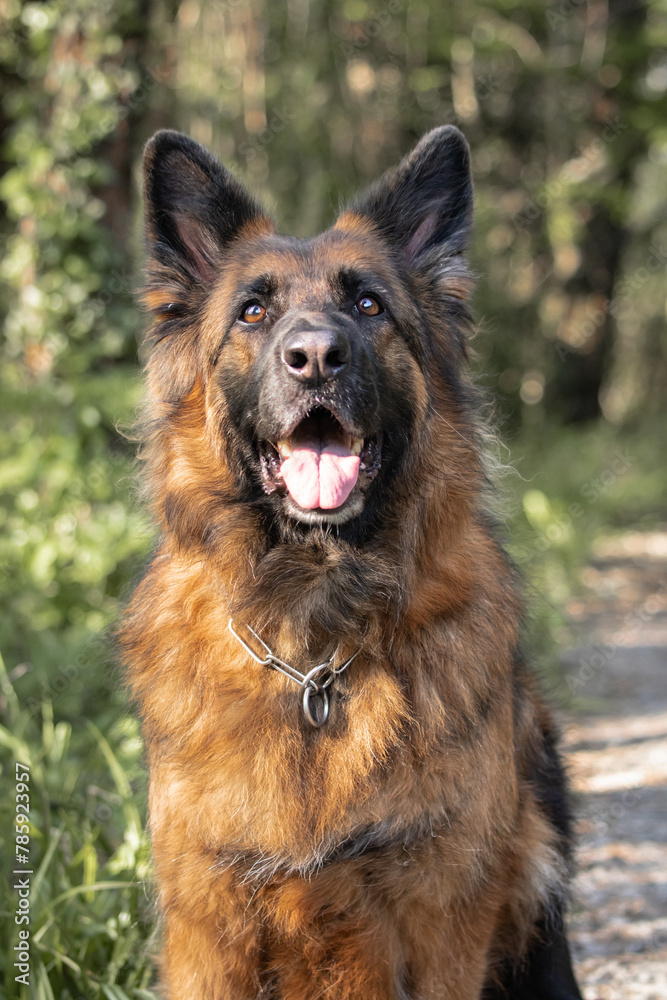 closeup portrait of beautiful dog german shepherd looking up closeup portrait of beautiful dog german shepherd looking up