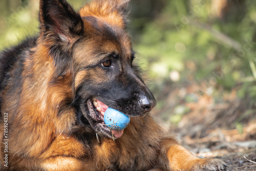 dog training in forest, german shepherd playing with a ball in his mouth