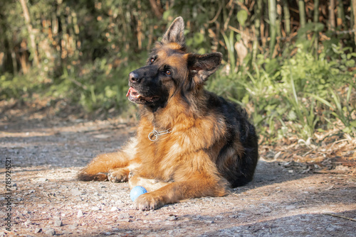 dog training in forest, german shepherd playing with a ball, lying on the floor