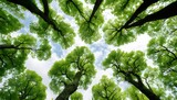 Upward view of a dense canopy of green leaves and interlocking tree branches
