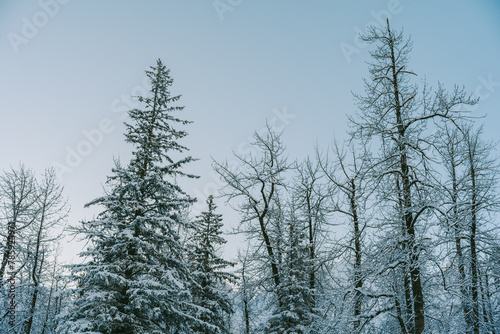 Snow pine forest in natural winter weather in Alaska  America