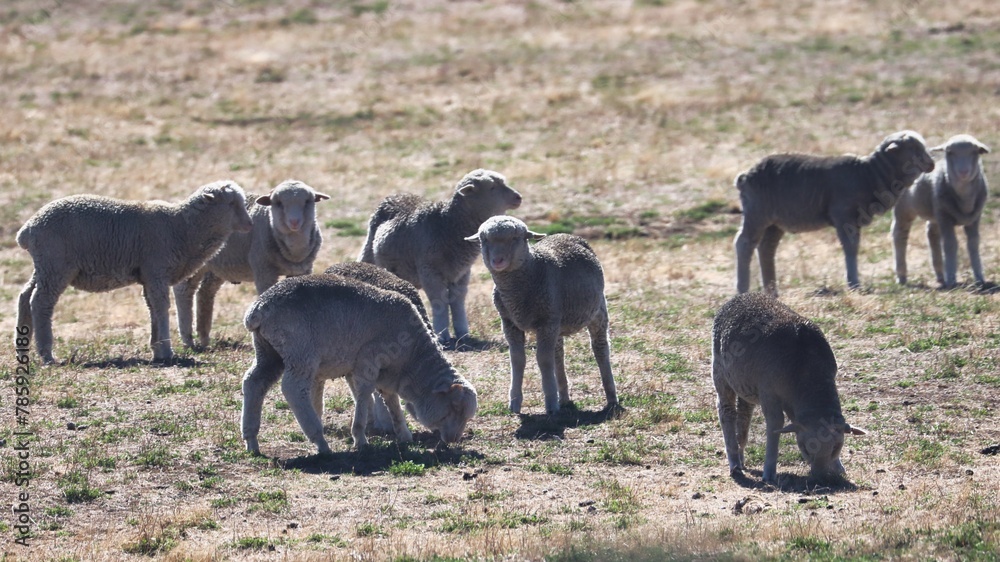 Fototapeta premium Christchurch, New Zealand