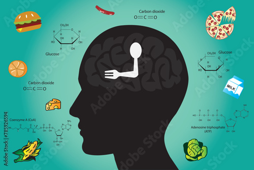 Why do we get hungry? Hunger is controlled by the brain, which responds to what we eat.