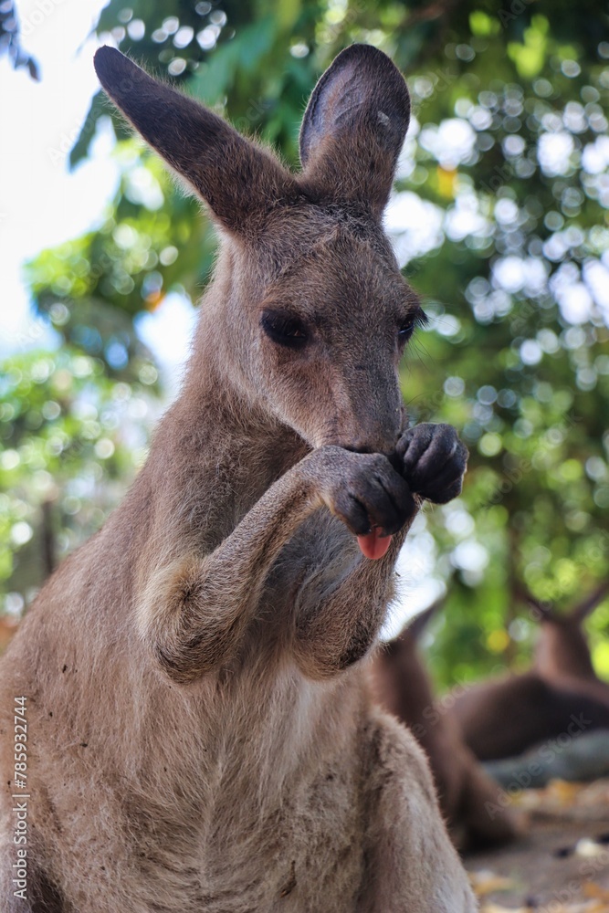 Fototapeta premium Port Douglas, Queensland, Australia