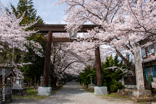 河口湖の春　富士御室浅間神社の桜　