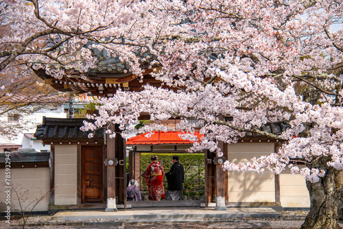 河口湖の春　富士御室浅間神社の桜　