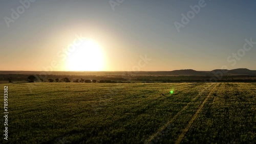 Wallpaper Mural Slow drone track of Kangaroos bouncing through a field during a beautiful sunset Torontodigital.ca