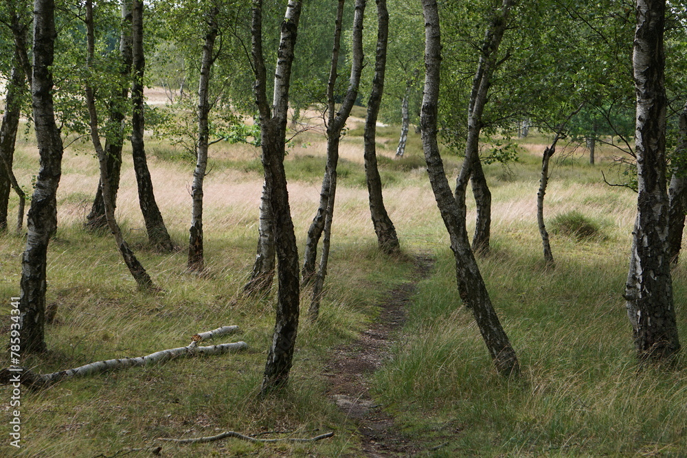 Fototapeta premium Birch grove in Boberg Dunes, Hamburg, Germany