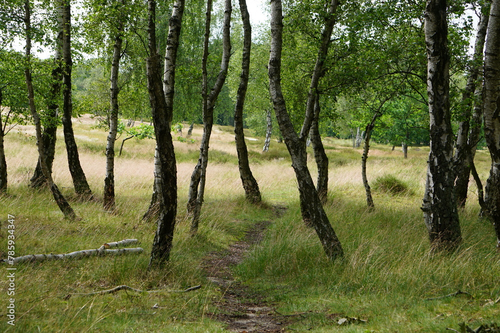 Birch grove in Boberg Dunes, Hamburg, Germany Birch grove in Boberg Dunes, Hamburg, Germany
