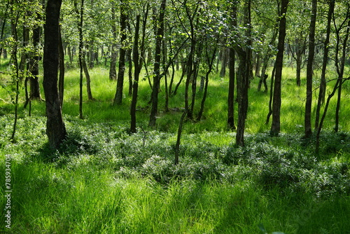 Birch forest with patches of blueberries  Duvenstedter Brook  Hamburg  Germany