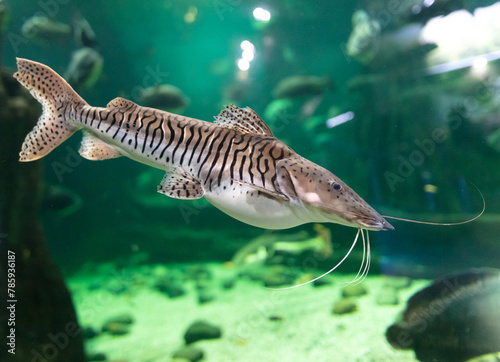 Catfish fish swims in an aquarium