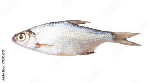 Roach fish isolated white background. Close-up