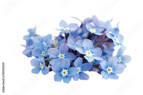 forget me not flowers isolated on white background © Hunny