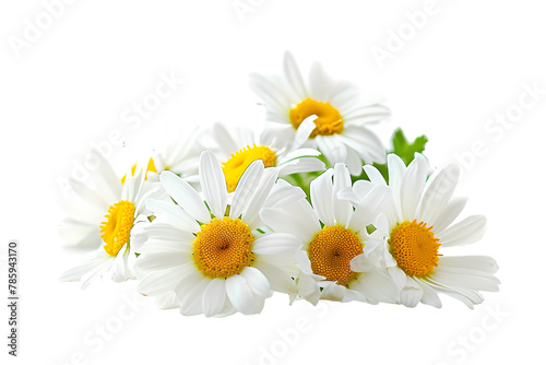 daisies isolated on white background