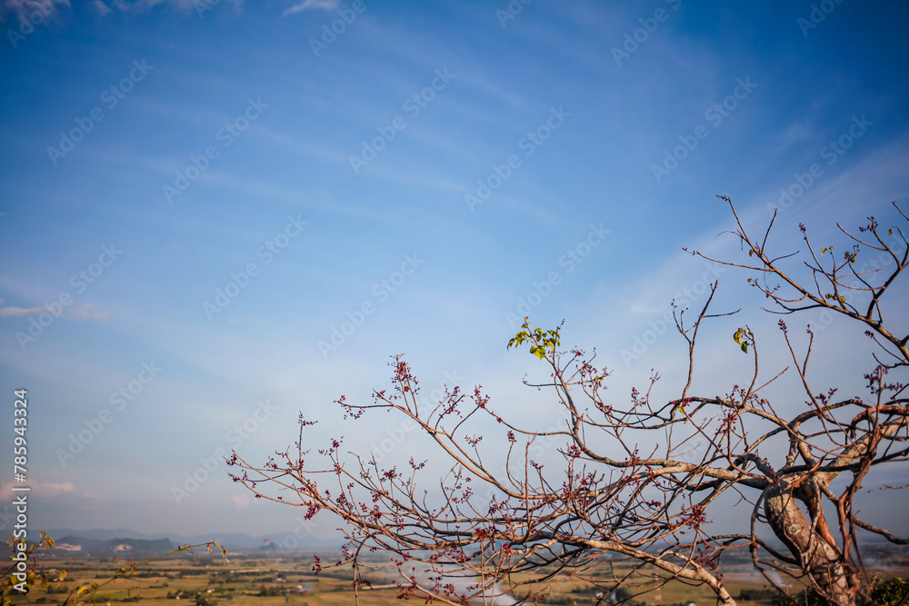 Obraz premium Dry tree with cloudy sky. Nature background.