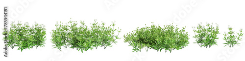 3d illustration of set Galium odoratum bush isolated on transparent background photo