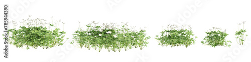 3d illustration of set Anemone canadensis bush isolated on transparent background