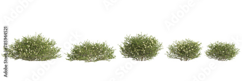 3d illustration of set Nitraria billardierei bush white flower isolated on transparent background photo