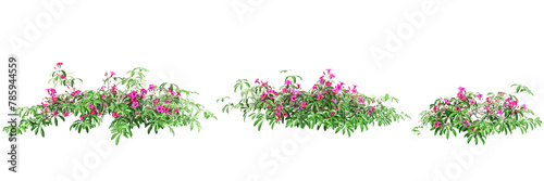3d illustration of set Ipomoea horsfalliae bush isolated on transparent background