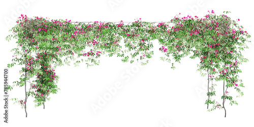 3d illustration of Ipomoea horsfalliae floral frame isolated on transparent background photo