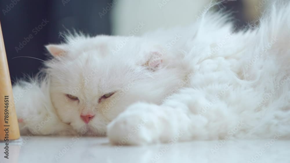 A long-haired white Persian cat is resting comfortably inside the house. A long-haired white Persian cat is resting comfortably inside the house.