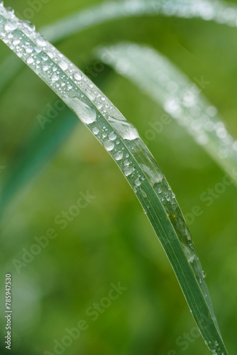 dew on grass