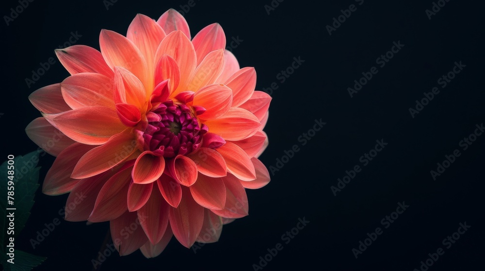 Obraz premium A single, vibrantly colored flower in full bloom against a stark black background. Focus on the delicate details of the petals.