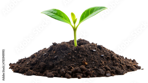 Young green plant growing out of black soil, cut out