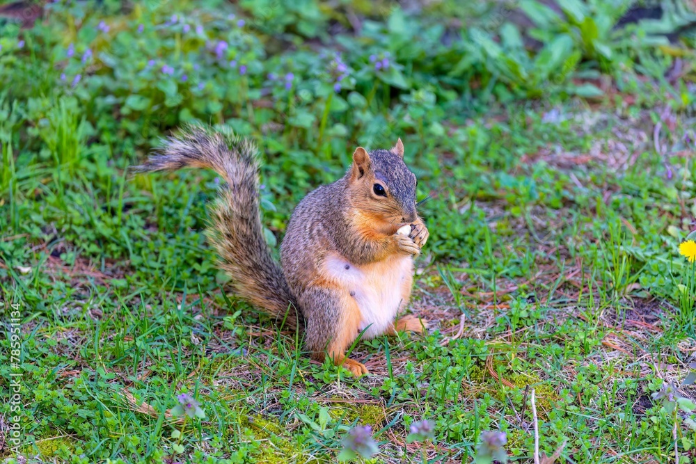 The fox squirrel (Sciurus ni..r), also known as the eastern fox squirrel or Bryant's fox squirrel . The fox squirrel (Sciurus ni..r), also known as the eastern fox squirrel or Bryant's fox squirrel .