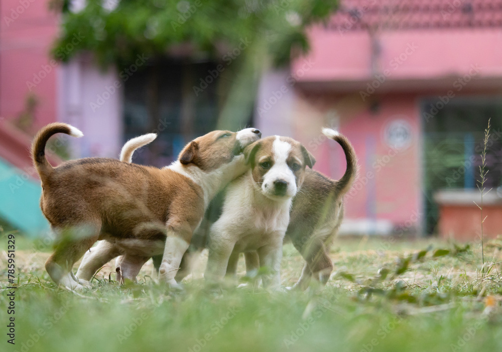 Roadside street puppies Roadside street puppies