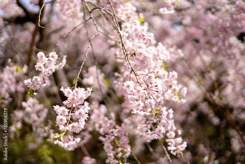 春の日差しを浴びる桜