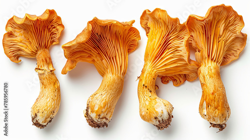 Forest mushrooms chanterelles isolated on the white background photo