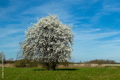Dzika grusza zakwita pierwsza na łąkach wczesną wiosną © KoLesfot