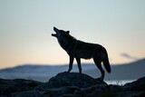 Black wolf standing on a rock and looking at the camera at sunset
