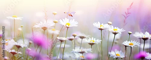 Obraz  z motywem Chamomile meadow with wild flowers and sunlight