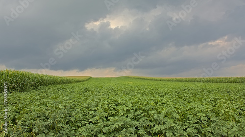 Farmland with potato corn fields under a cloudy summer evening sky in Flanders, Belgiumm 