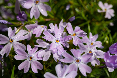 Spring blossom of mountain emerald blue creeping phlox subulata in garden © barmalini