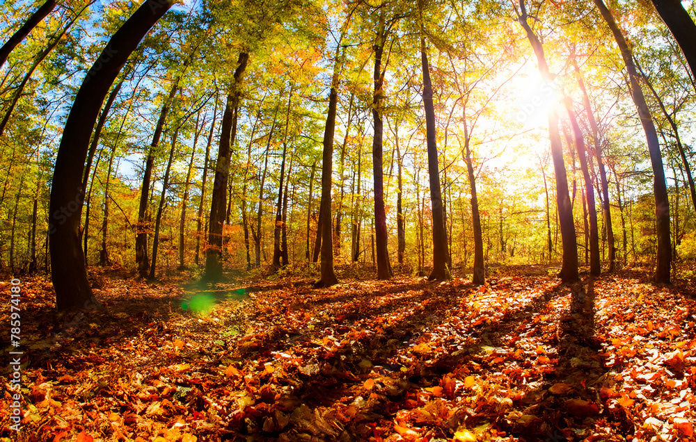 Naklejka premium Wald im Herbst Froschperspektive Sonne