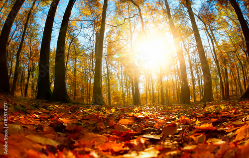 Wald im Herbst Froschperspektive Sonne