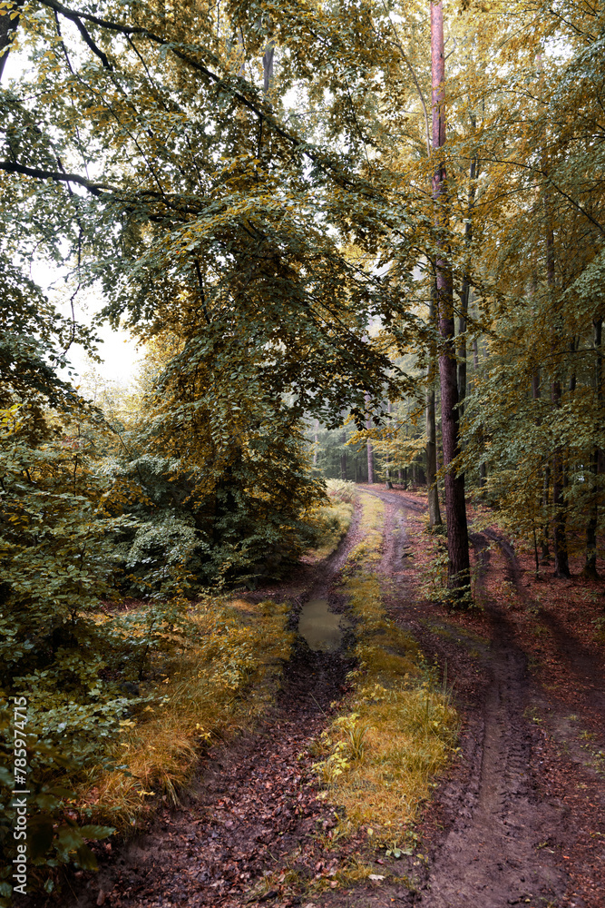 Fototapeta premium Mysterious misty autumn forest