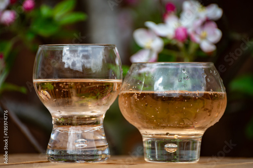 Brut apple cider from Betuwe, Gelderland, in glasses and blossom of apple tree in garden on background on sunny day, apple cider production in Netherlands