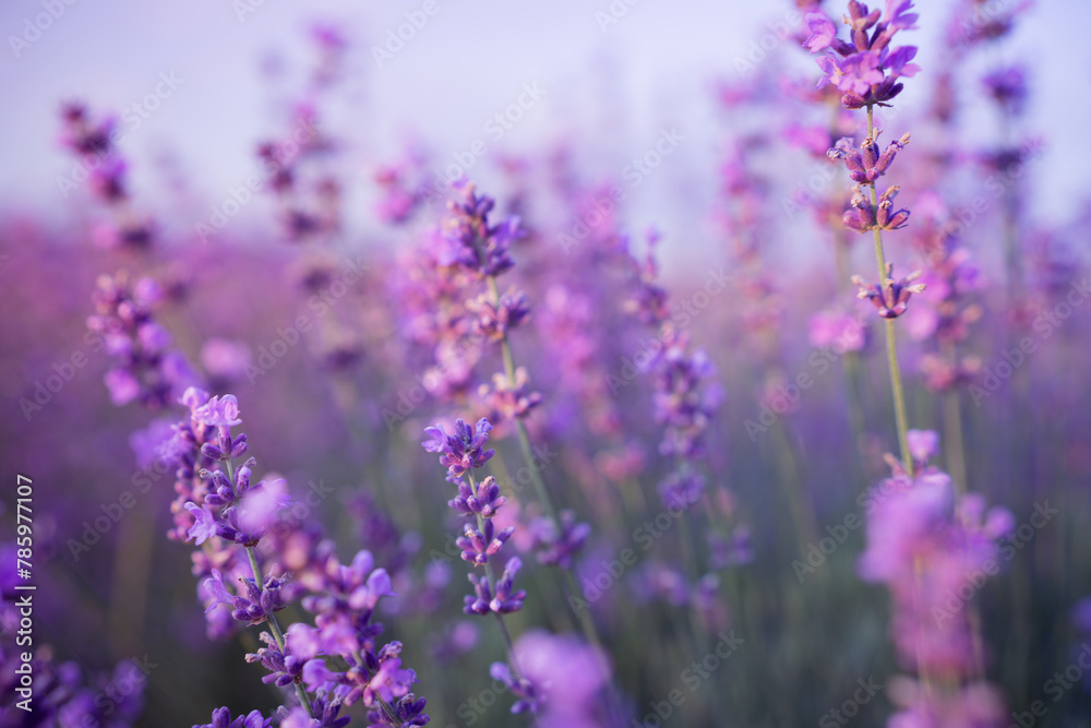 Blooming lavender in a field in Provence. Fantastic summer mood, floral sunset landscape of meadow lavender flowers. Peaceful bright and relaxing nature scenery. Blooming lavender in a field in Provence. Fantastic summer mood, floral sunset landscape of meadow lavender flowers. Peaceful bright and relaxing nature scenery.