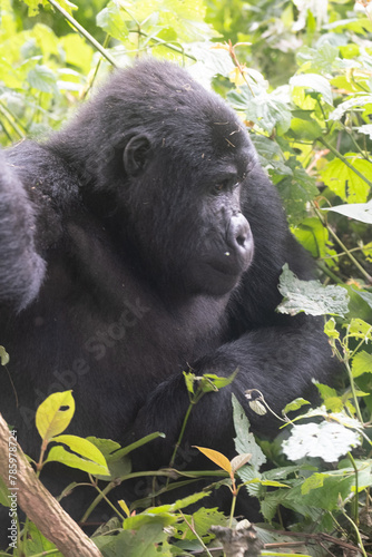 silverback Mountain Gorilla, Uganda
