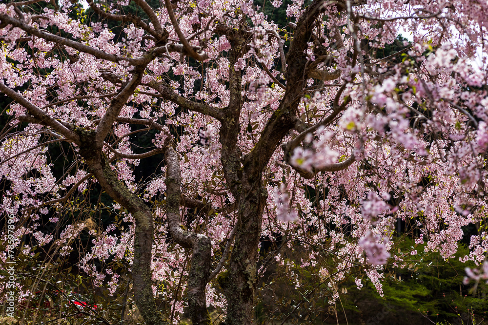 春の満開桜