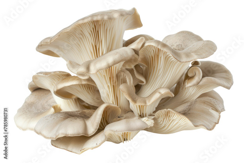 Oyster mushrooms .isolated on white background