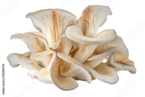 Oyster mushrooms .isolated on white background