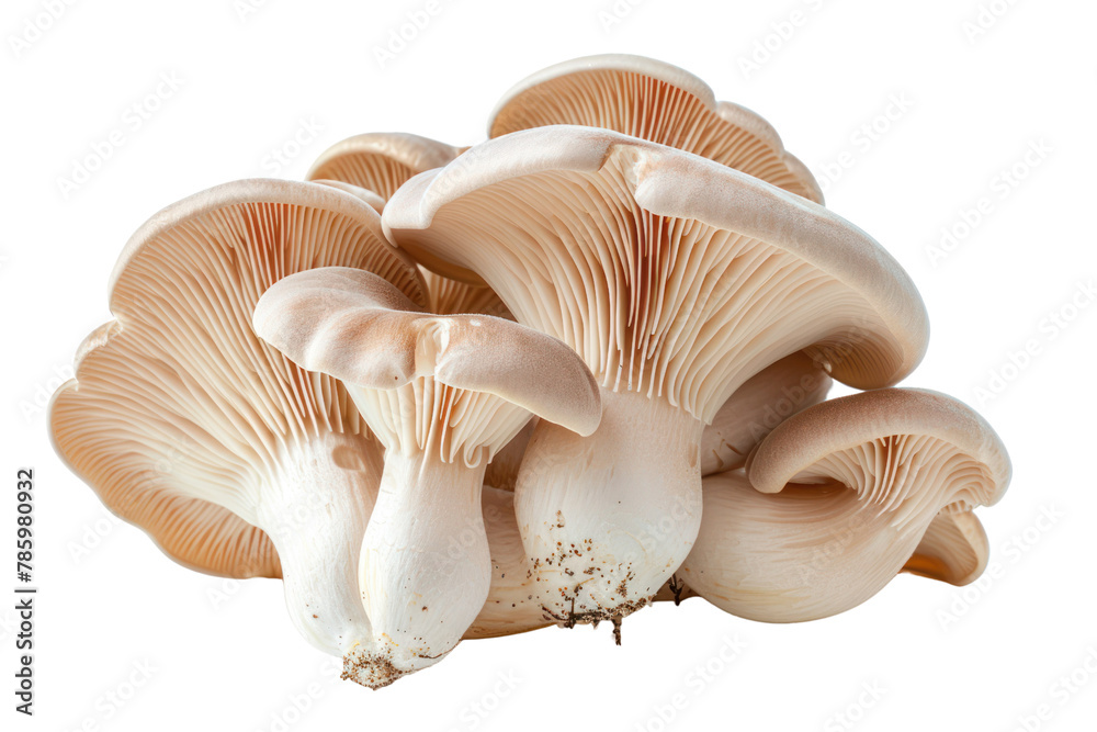 Oyster mushrooms
.isolated on white background Oyster mushrooms
.isolated on white background