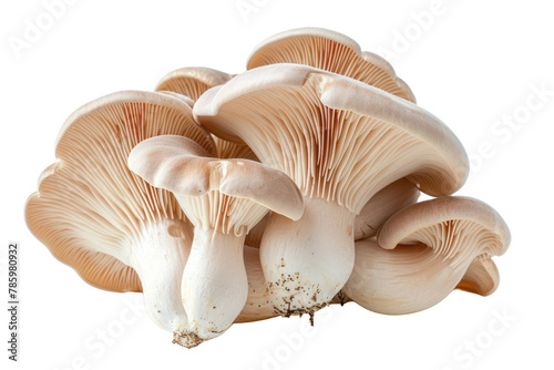 Oyster mushrooms .isolated on white background