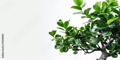 Minimalist Masterpiece: A close-up of a bonsai ficus with perfectly manicured tiny leaves.