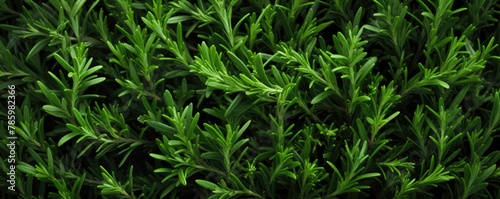 Vibrant green rosemary herb closeup